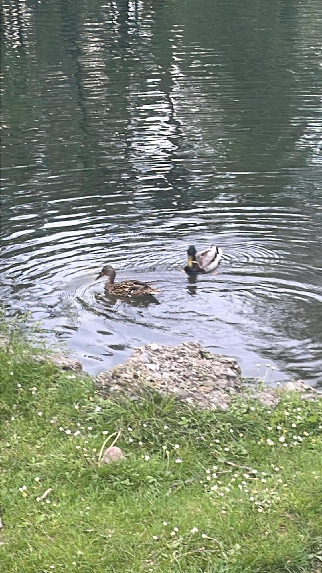 Laghi Di Como Appartamento Di Licinia E Mario Asso Esterno foto