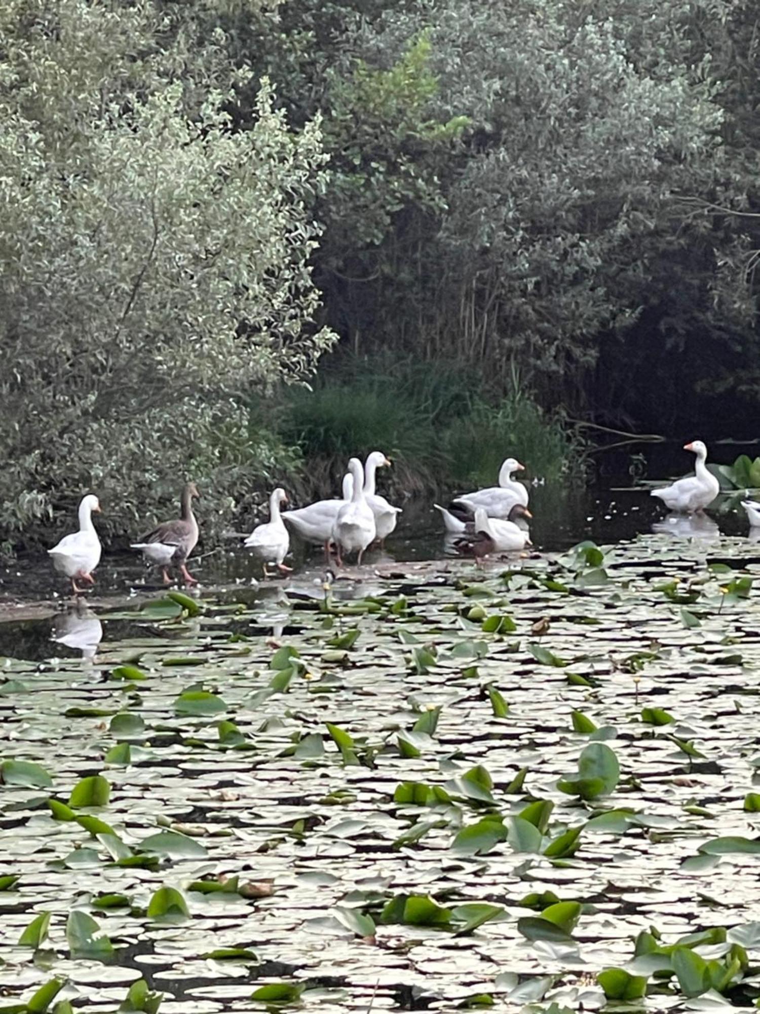 Laghi Di Como Appartamento Di Licinia E Mario Asso Esterno foto
